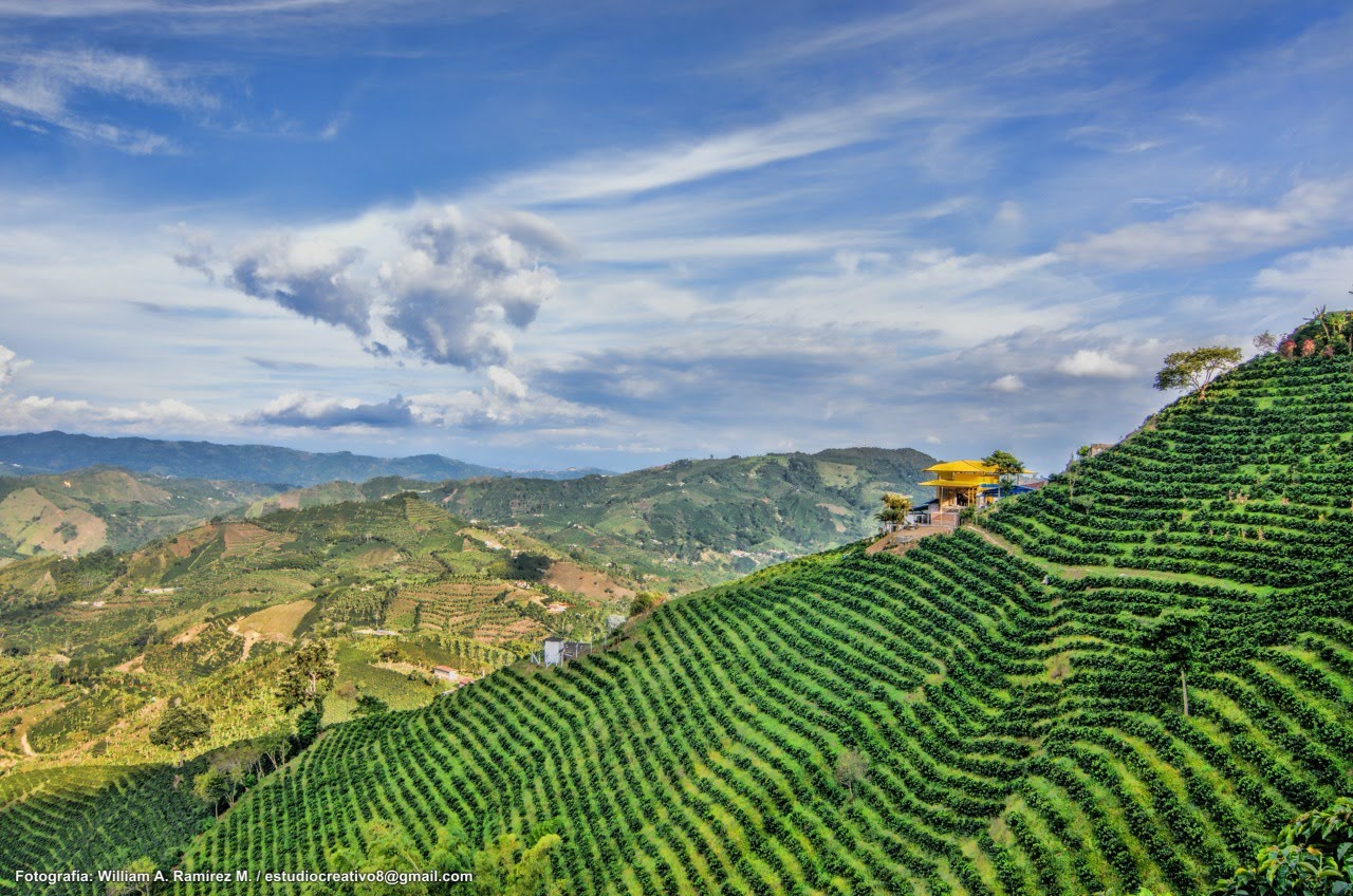 Finca Buena Vista - Carlos Mario Gallego Sanchez