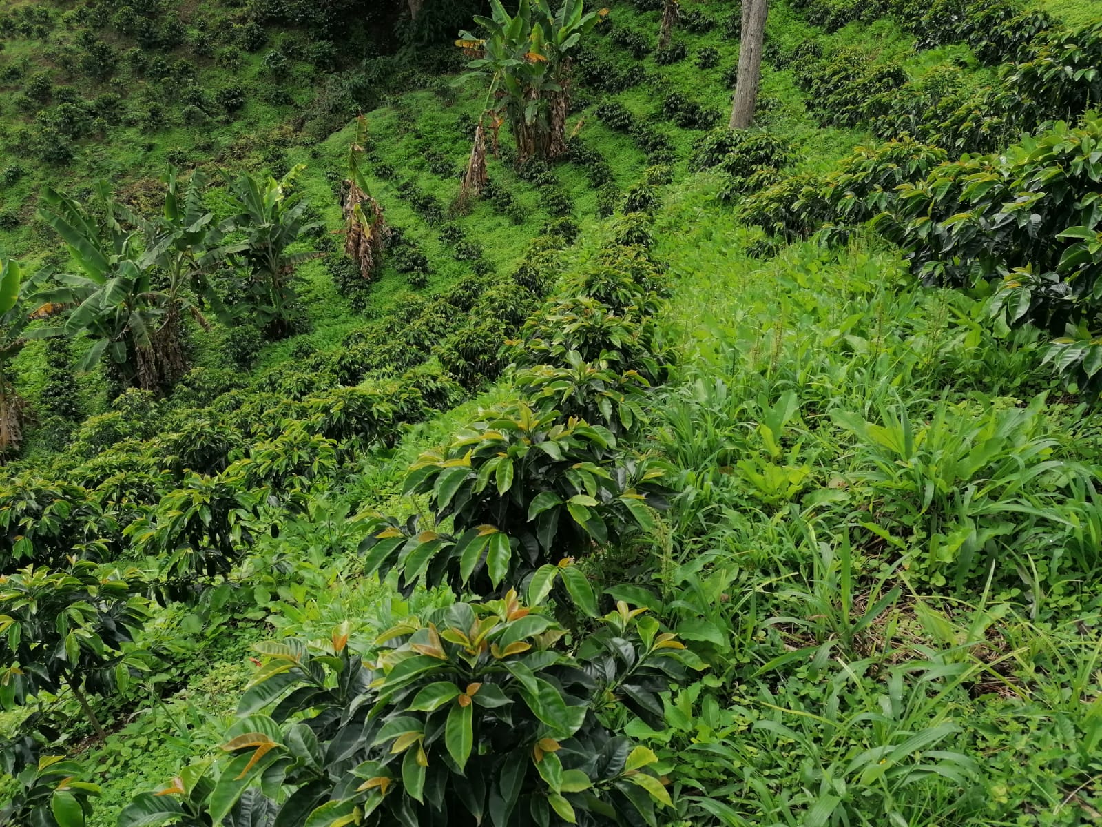 Finca La Loma - Isaías Cruz Chala