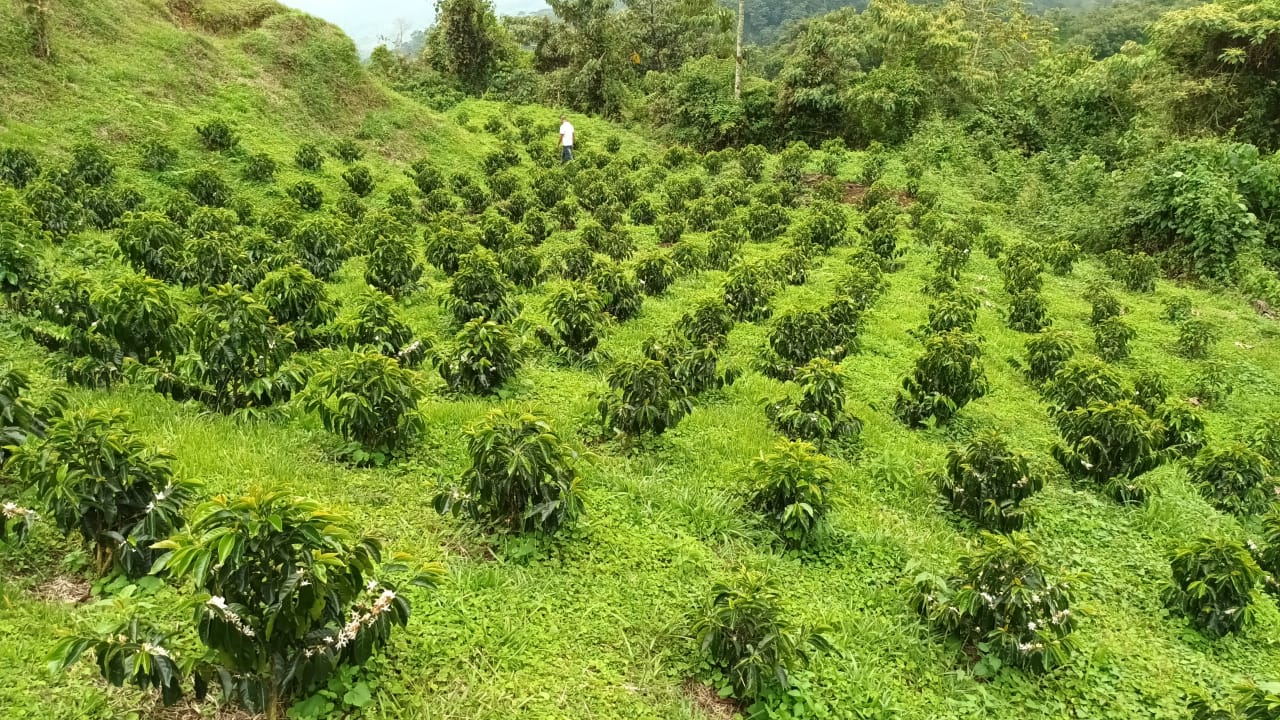 Finca La Aurora