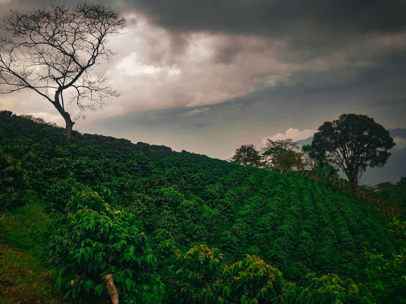 Quebraditas Coffee Farm