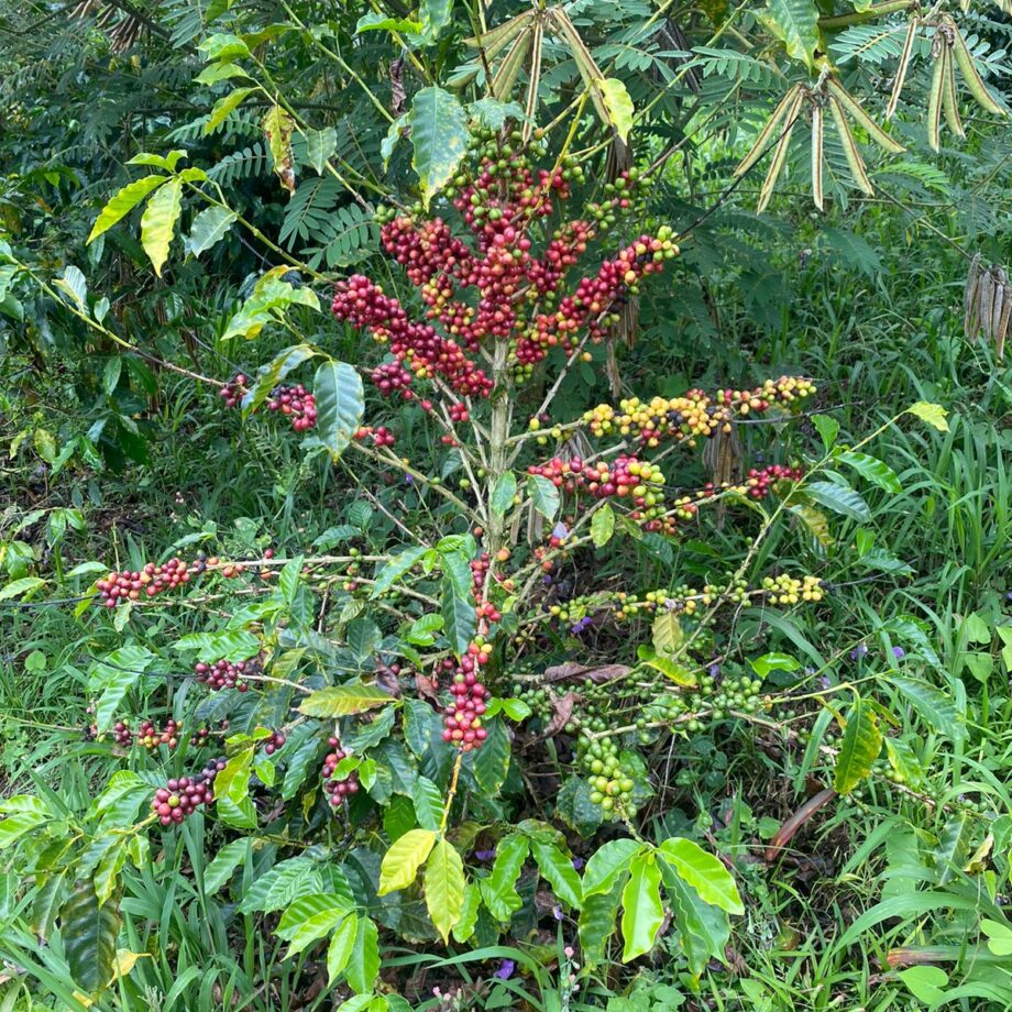 castillo-honey-la-mina-lote-chl-01-kunde-coffee