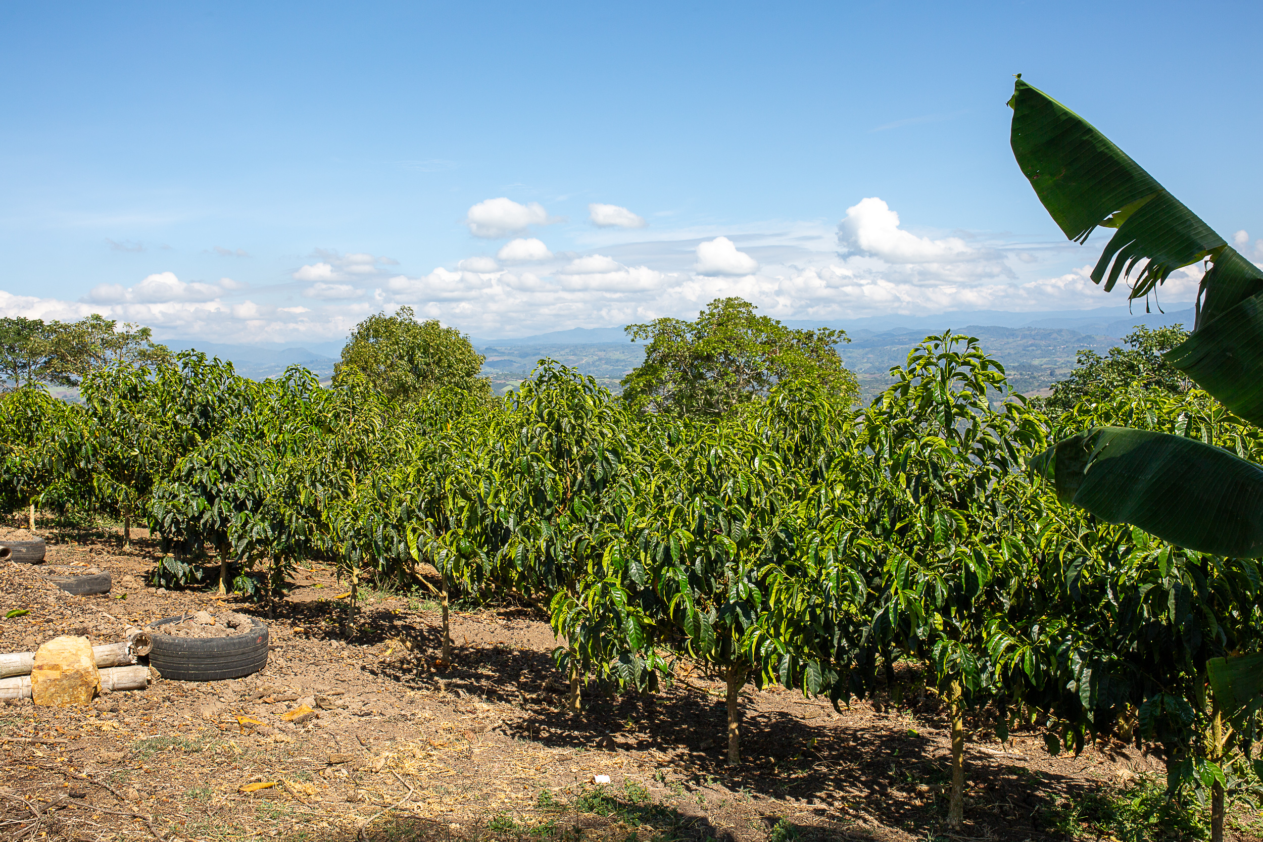 Finca Buenavista