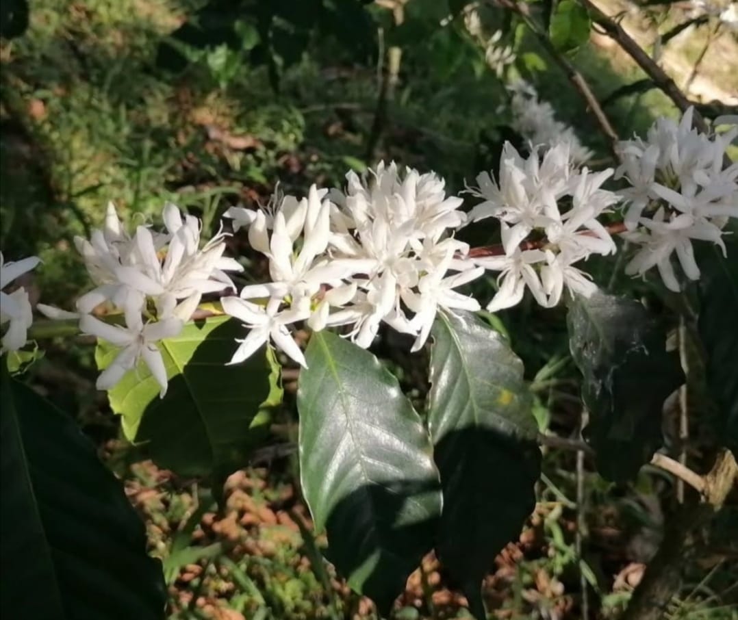 Finca La Primavera Finca La Primavera