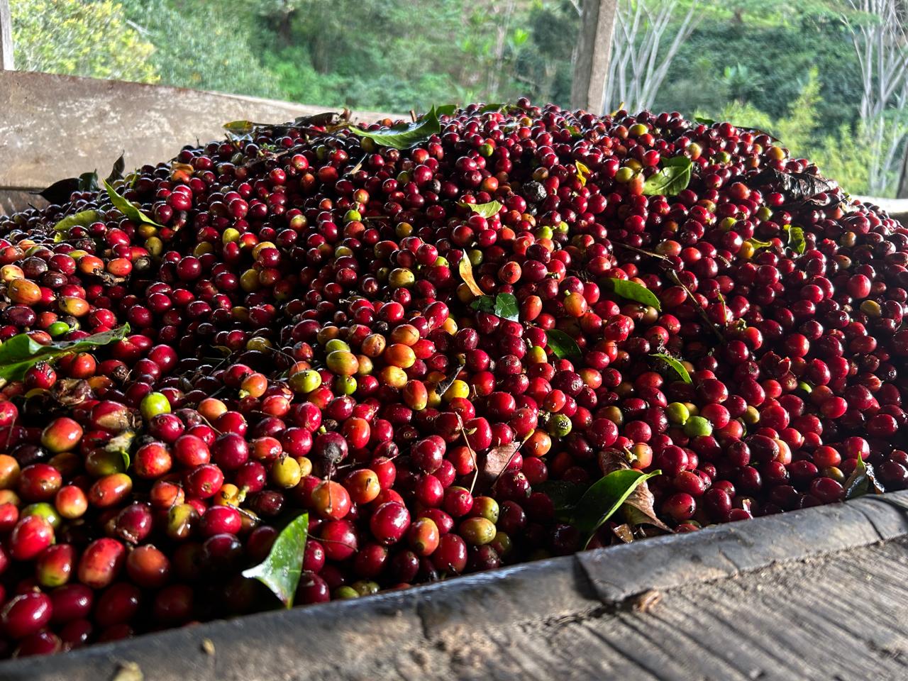 Finca La Esperanza_Café Huila SAS
